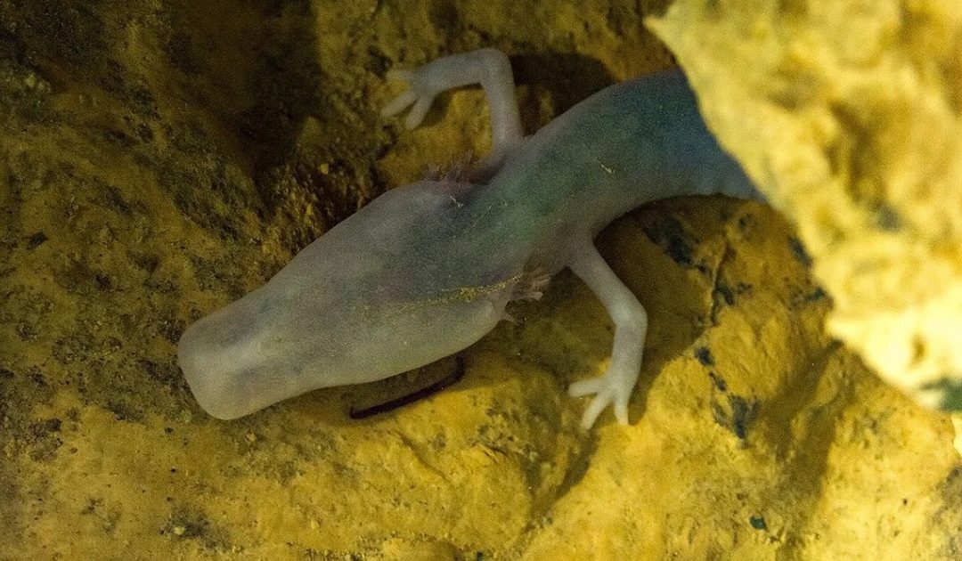 ¡Bate récords! Salamandra lleva más de seis años sin moverse