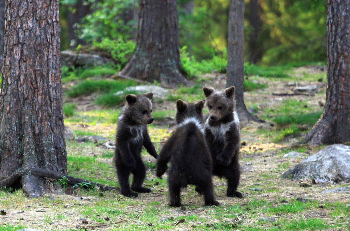 ¡Más lindo imposible! Osos danzas en un bosque ante una cámara