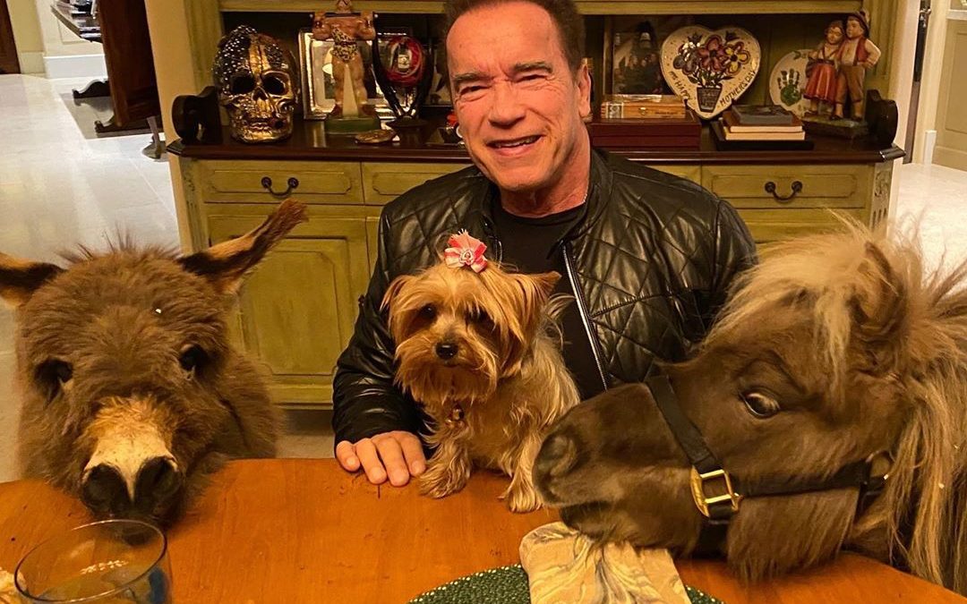¡Burronaitor! Arnold Schwarzenegger adoptó un miniburro