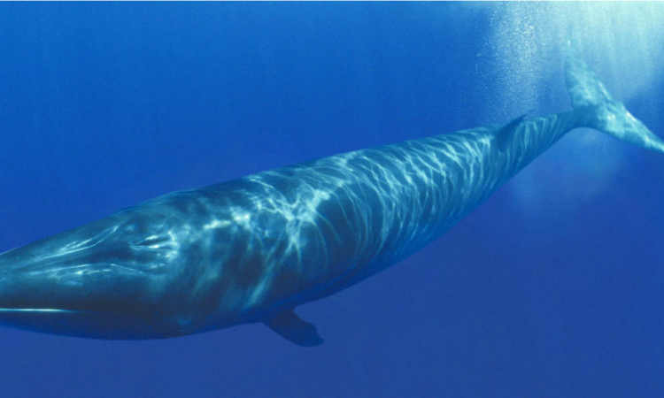Estos son los mejores lugares para el avistamiento de ballenas en Perú