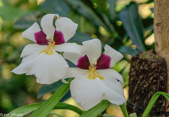 ¡EN PELIGRO! Remarcan la importancia del ecosistema de las orquídeas en Panamá