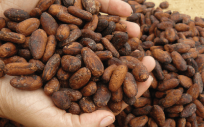 Buscan fortalecer la producción de cacao y café en Panamá