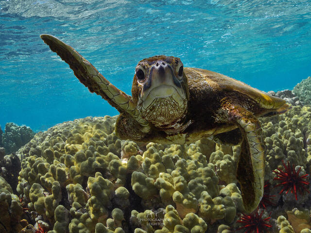Pescadores artesanales de Panamá recibieron capacitación para mitigar el impacto en las tortugas marinas