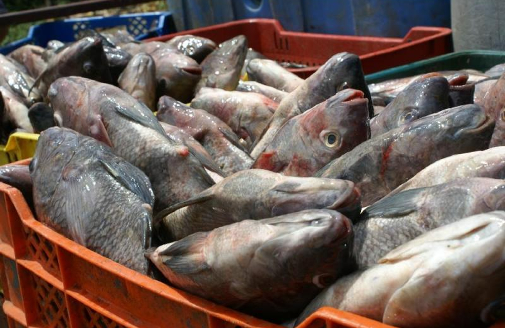 Panamá lideró intercambio de información contra pesca ilegal a la FAO