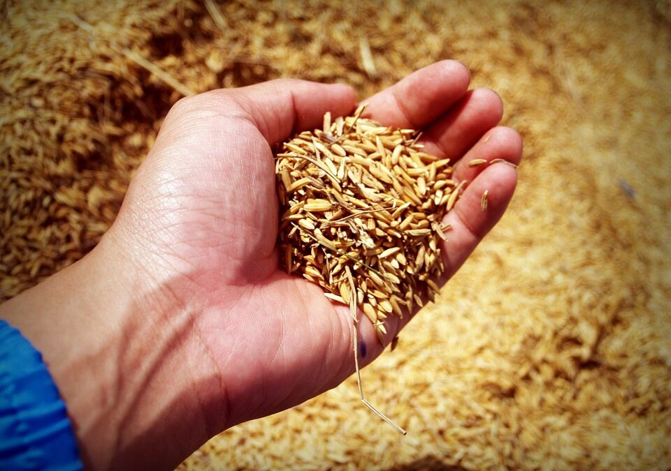Advierten riesgos alimentarios por aumento en los precios del arroz