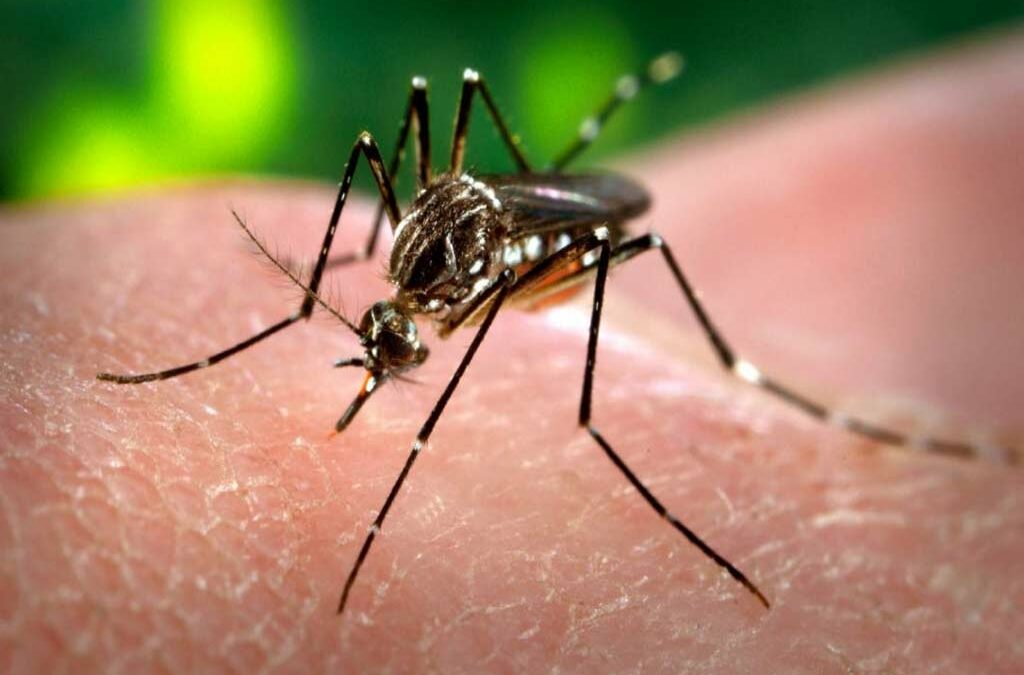 ¡ALERTA! El Minsa registra más de 7 mil casos de dengue en Panamá