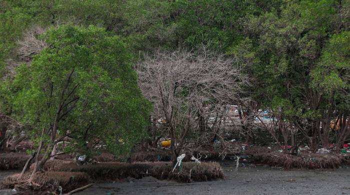 Manglares de Panamá Viejo agonizan