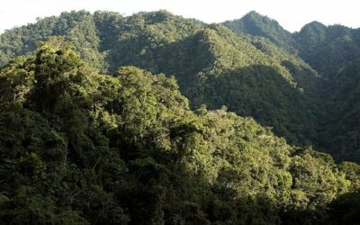 Así está Perú en el ranking mundial de bosques