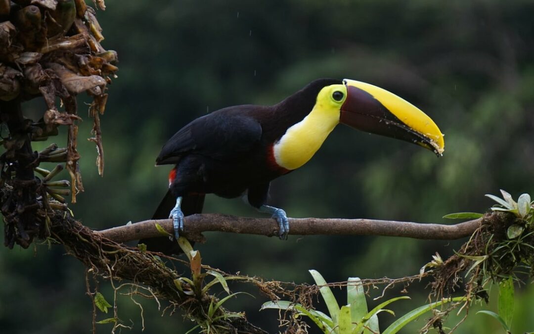 Más de 4.000 especies de vida silvestre se trafican en el mundo