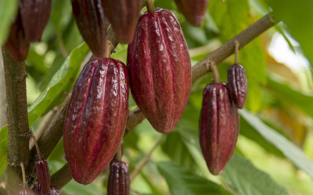 Cacao peruano alcanzó ventas mundiales de US$ 300 millones en lo primeros cinco meses del año