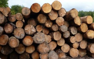 Multan a camionero que transportaba madera ilegal en Panamá