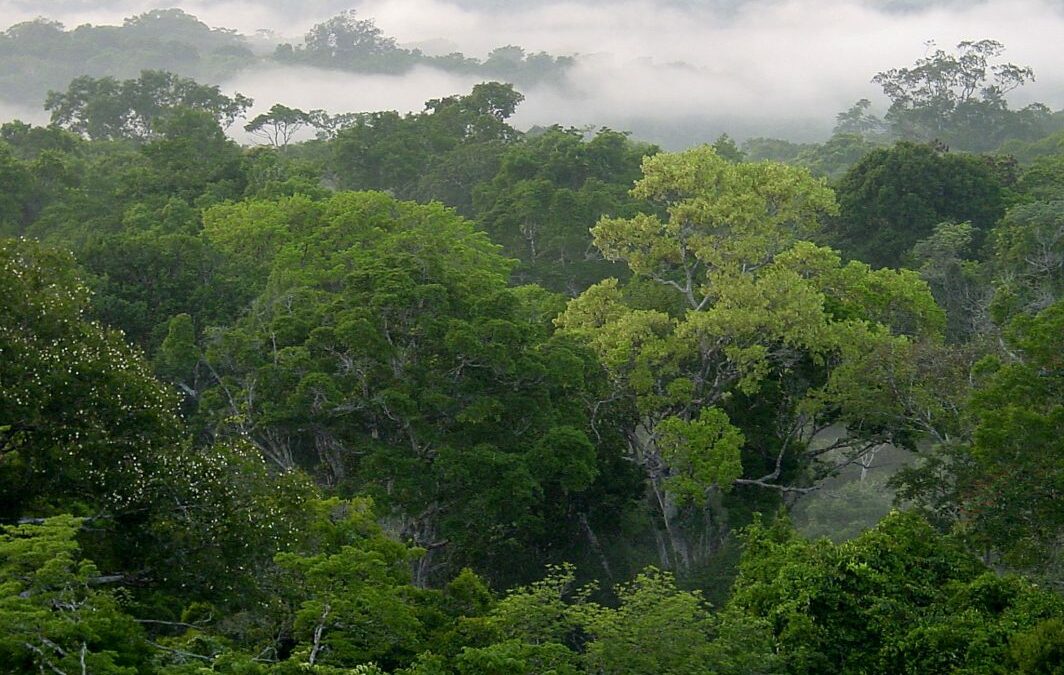 Afirman que la adjudicación de puertos en la Amazonía podría darse a finales del 2024