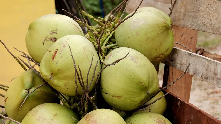 Panamá exporta a EE.UU. agua de pipa