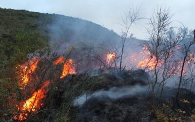 Estos son los países de Latinoamérica que están siendo más afectados por los incendios forestales