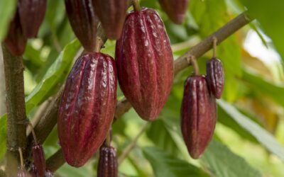 Millones de cultivos de cacao se perdieron por los incendios forestales